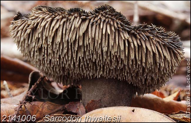 2141006	Sarcodon thwaitesii