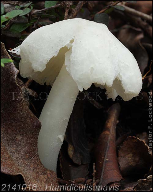 2141016	Humidicutis mavis