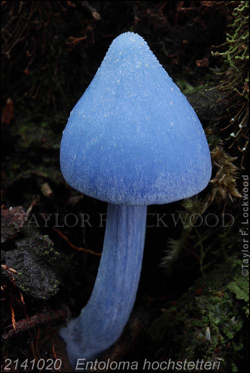 2141020	Entoloma hochstetteri