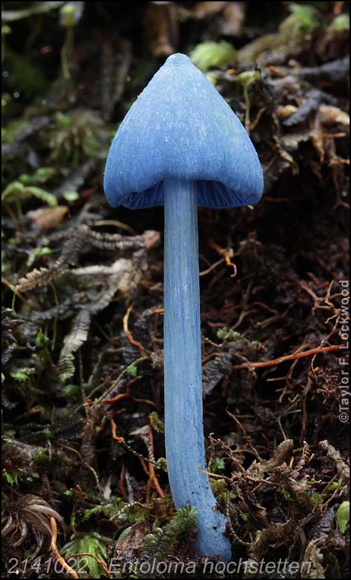 2141022	Entoloma hochstetteri
