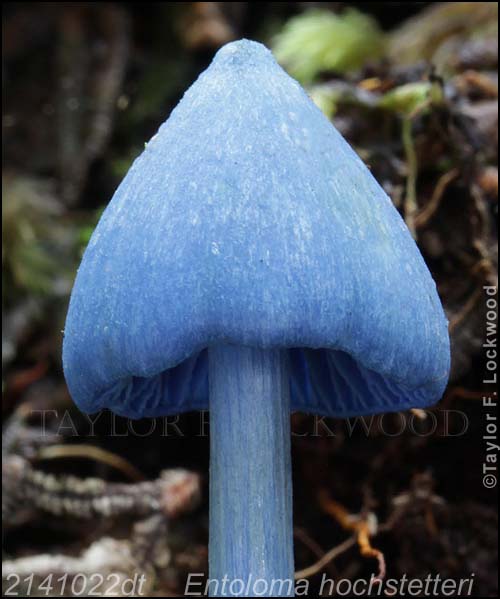 2141022dt Entoloma hochstetteri