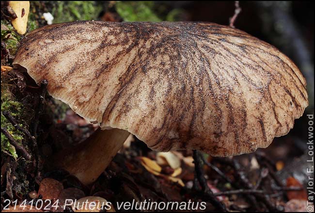 2141024 Pluteus velutinornatus