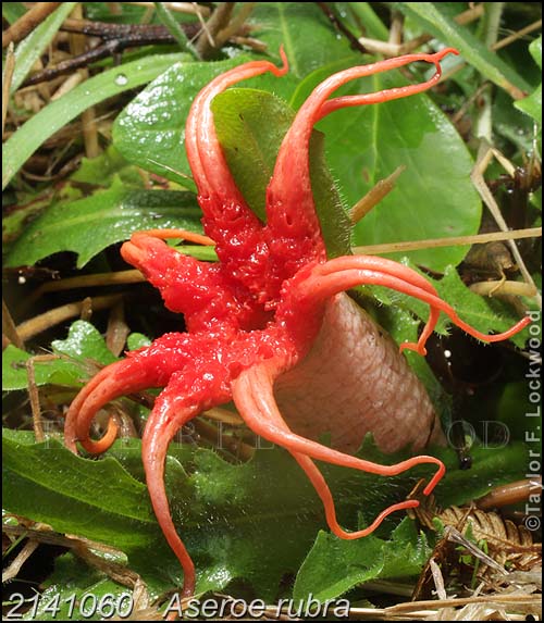 2141060	Aseroe rubra