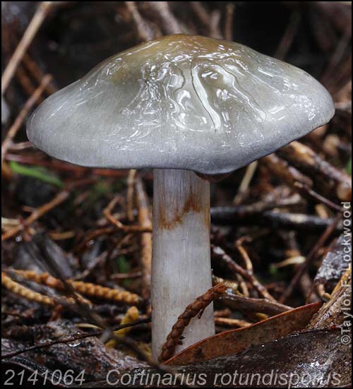 2141064	Cortinarius rotundisporus