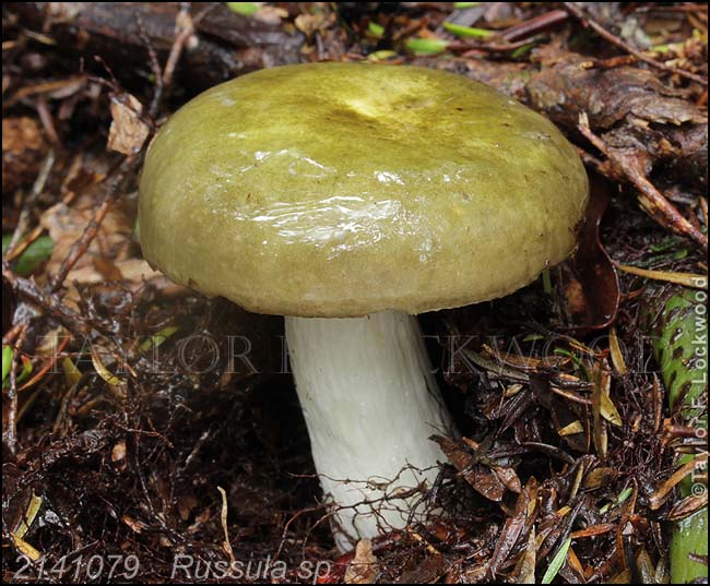 2141079	Russula sp.