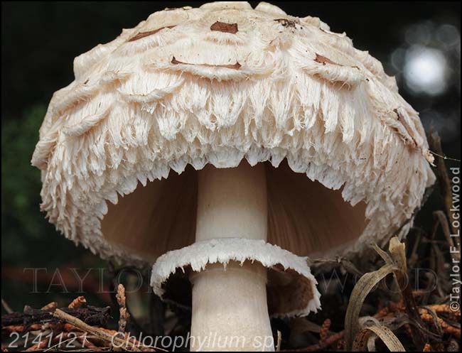 2141121	Chlorophyllum sp.