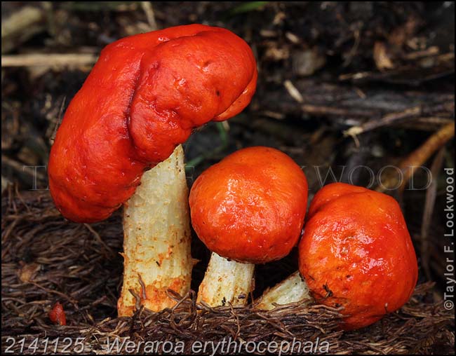 Weraroa erythrocephala