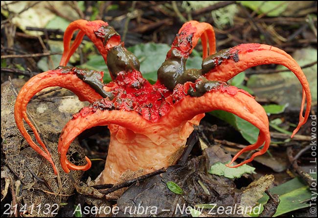 2141132	Aseroe rubra ­ New Zealand