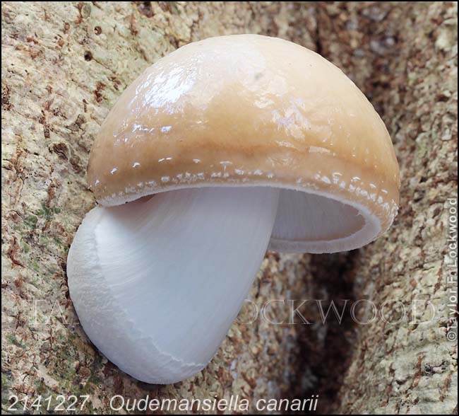 2141227	Oudemansiella canarii