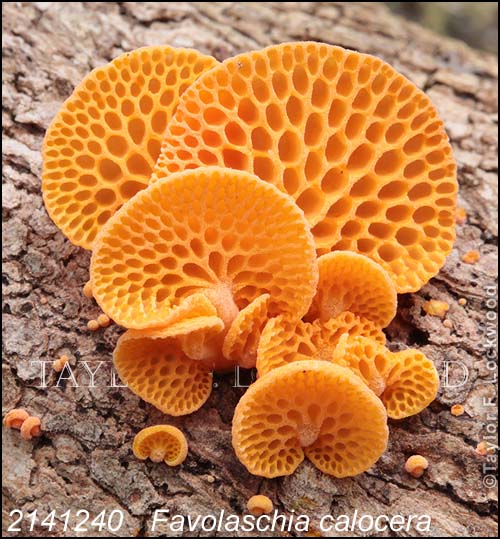 2141240	Favolaschia calocera