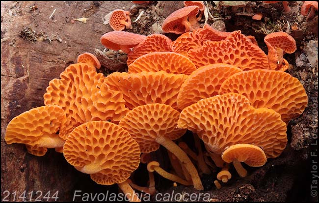2141244	Favolaschia calocera