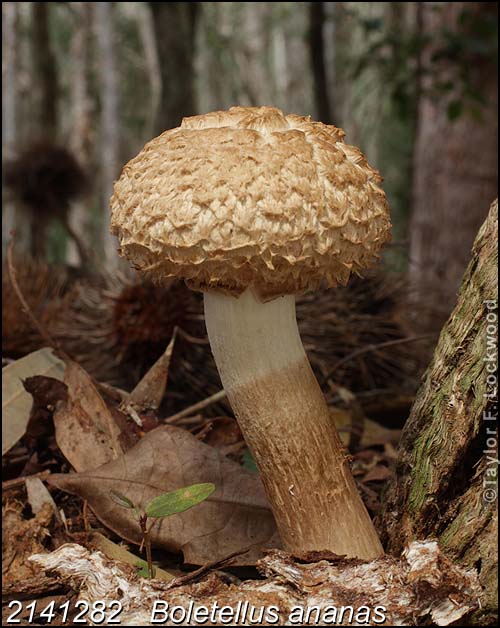 2141282	Boletellus ananas