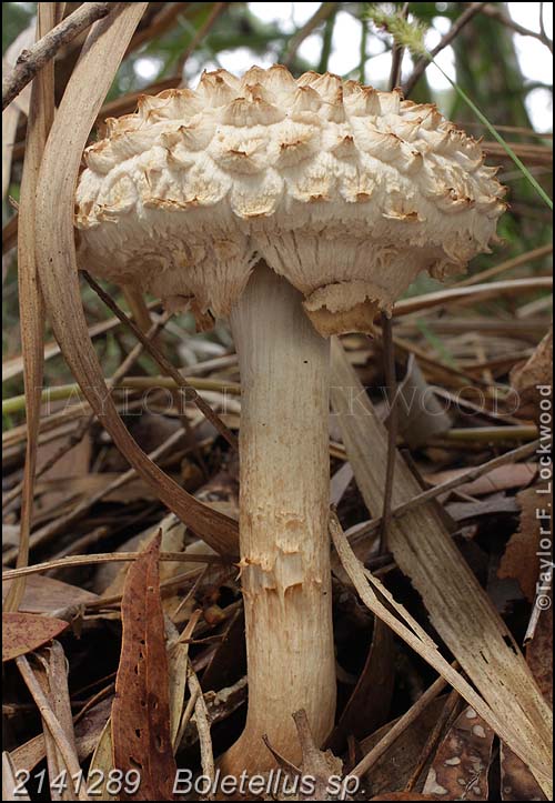 2141289	Boletellus sp.