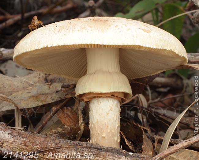 2141295	Amanita sp.