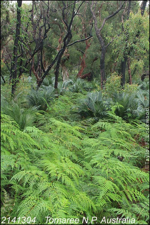 2141304	Tomaree N.P. Australia