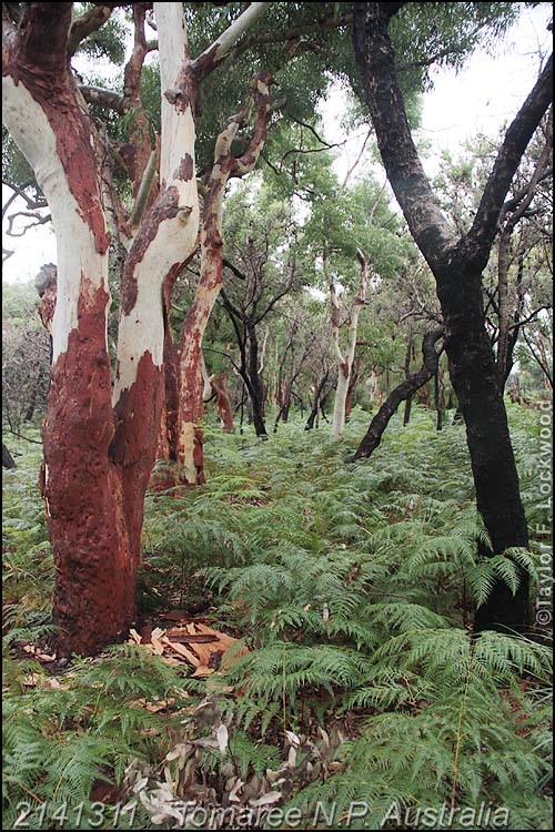 2141311	Tomaree N.P. Australia
