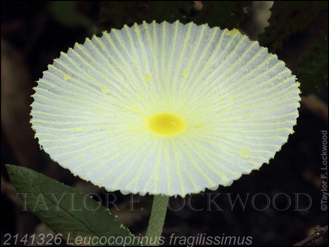 2141326 Leucocoprinus fragilissimus