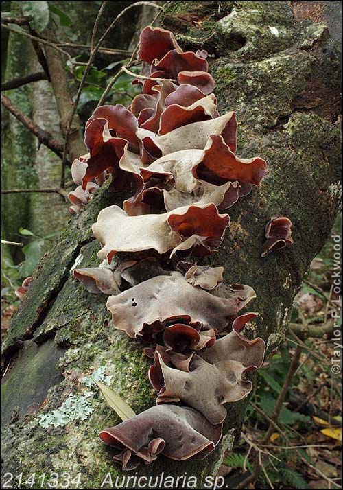 2141334	Auricularia sp.