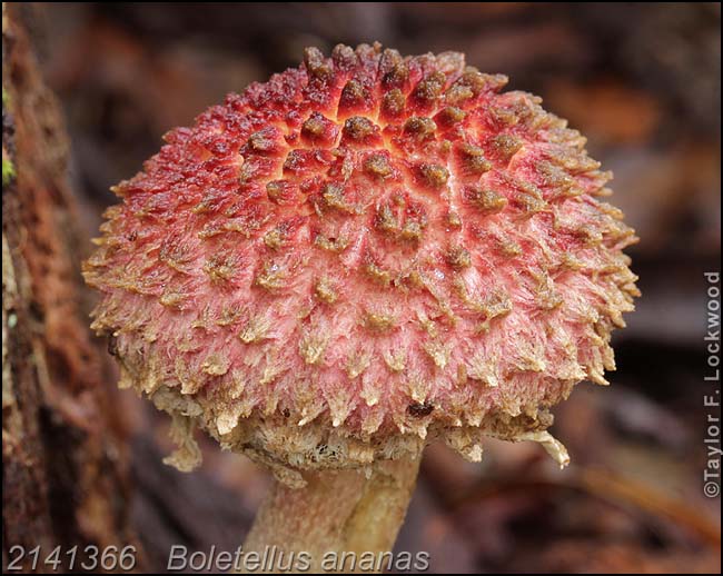 2141366	Boletellus ananas