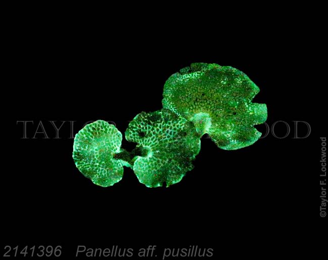 2141396	Panellus aff. pusillus