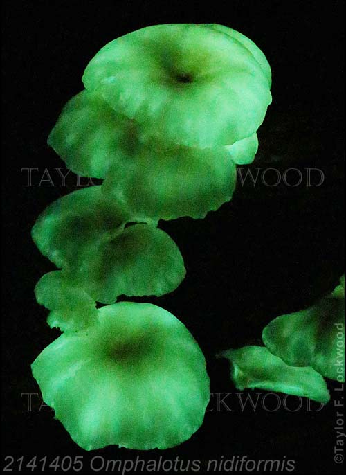 2141405 Omphalotus nidiformis