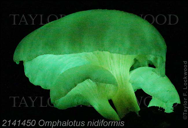 2141450 Omphalotus nidiformis