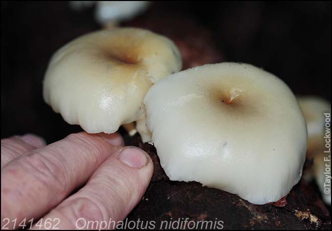 2141462	Omphalotus nidiformis