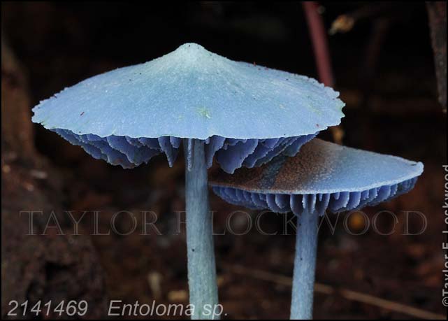 2141469	Entoloma sp.