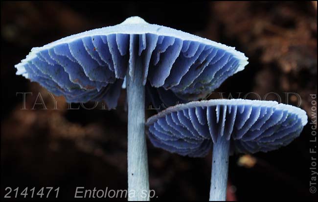 2141471	Entoloma sp.