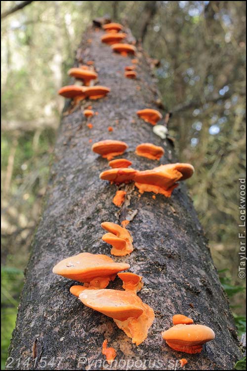 2141547	Pynconoporus sp.