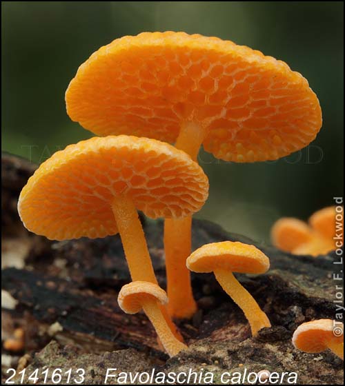 2141613	Favolaschia calocera