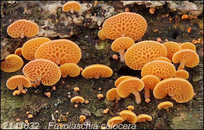 2141632	Favolaschia calocera