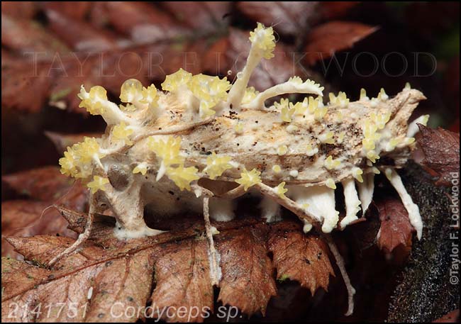 2141751	Cordyceps sp.