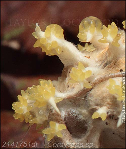 2141751	Cordyceps sp. ­ New Zealand