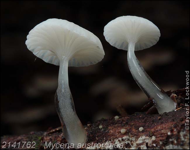 2141762	­ Mycena austrororida