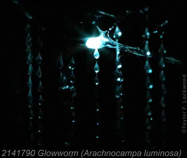 2141790 Glowworm (Arachnocampa luminosa)