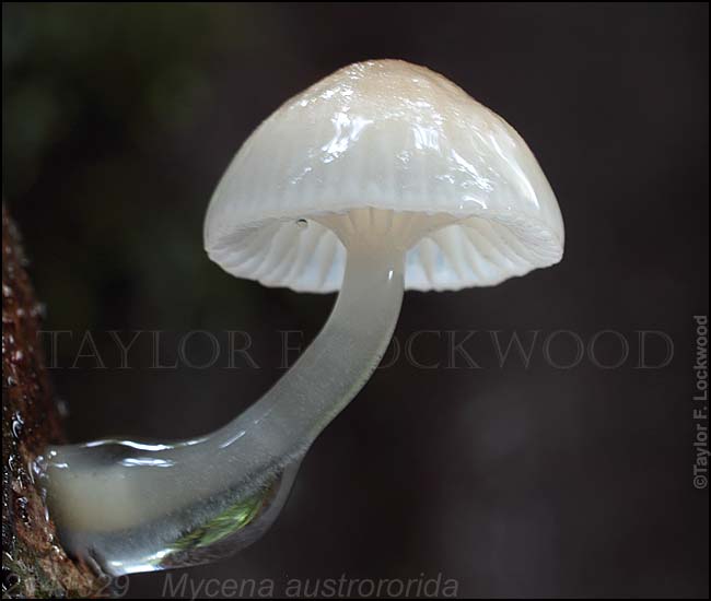 2141829 ­ Mycena austrororida