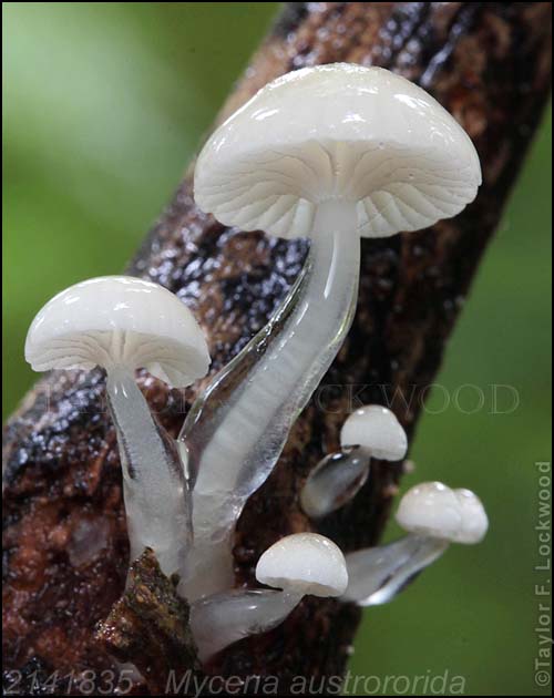 2141835	­ Mycena austrororida