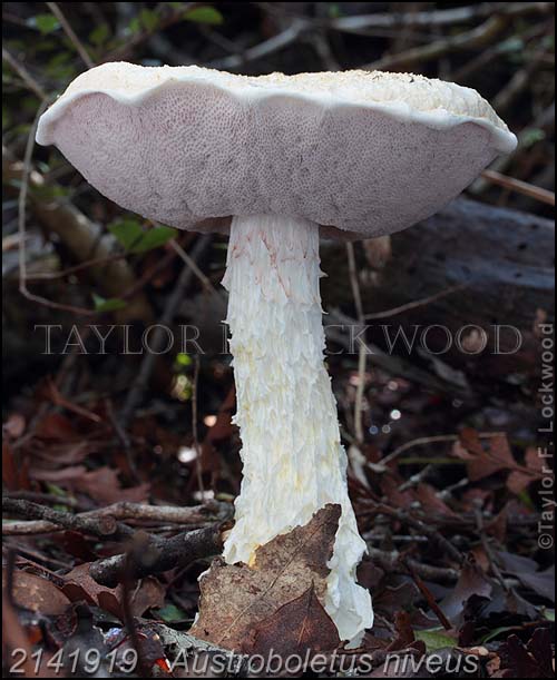 Austroboletus niveus