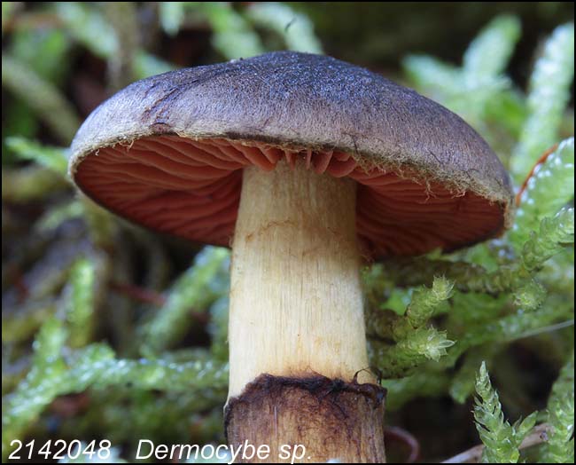 2142048	Dermocybe sp.