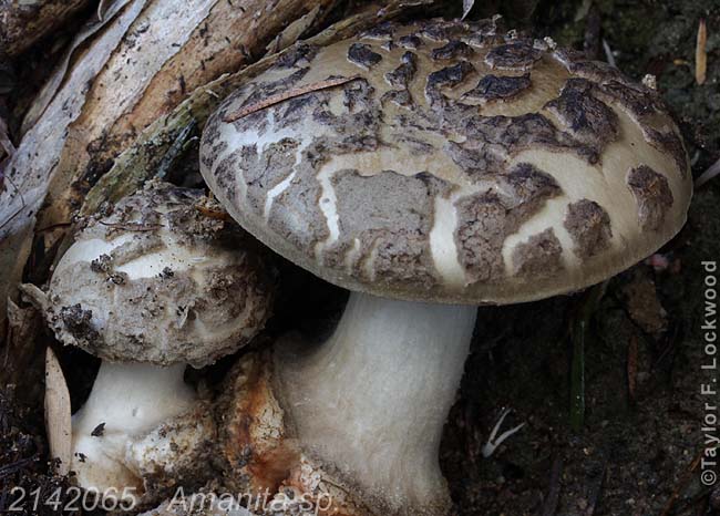 2142065	Amanita sp.
