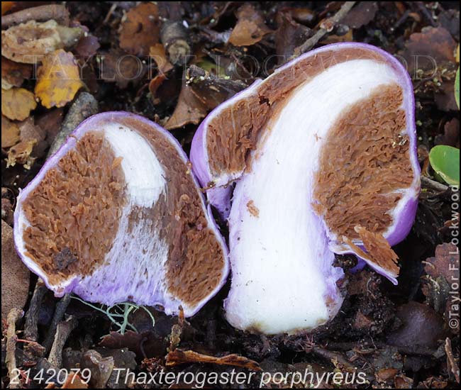 2142079	Thaxterogaster porphyreus