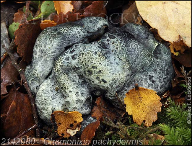 2142080	Chamonixia pachydermis