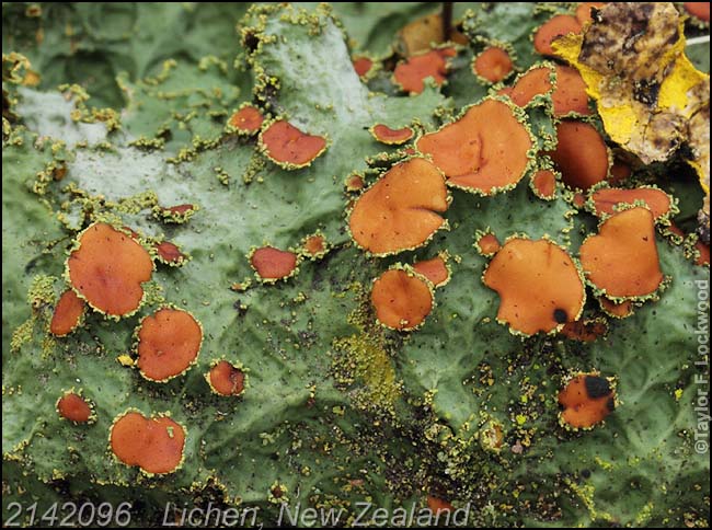 2142096	Lichen, New Zealand