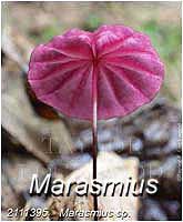 Marasmius sp.